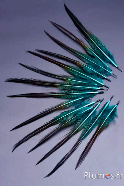 Faisan doré queue - 15-20 cm - jade-carmin